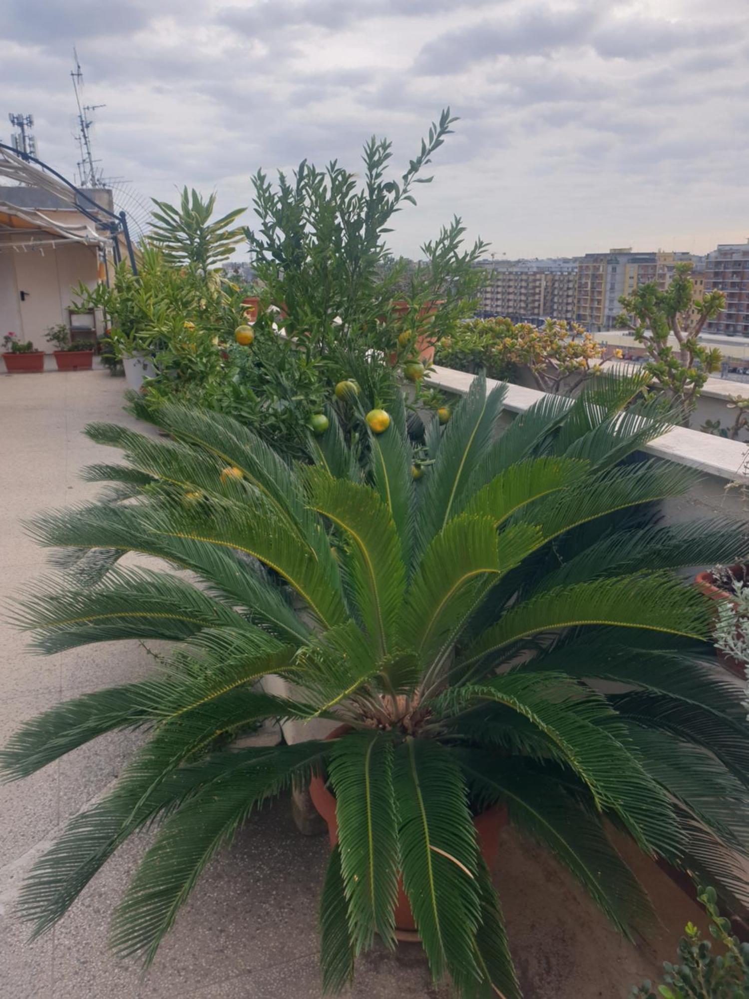 B&B Ganaj La Terrazza Di Ganaj Μπάρι Εξωτερικό φωτογραφία