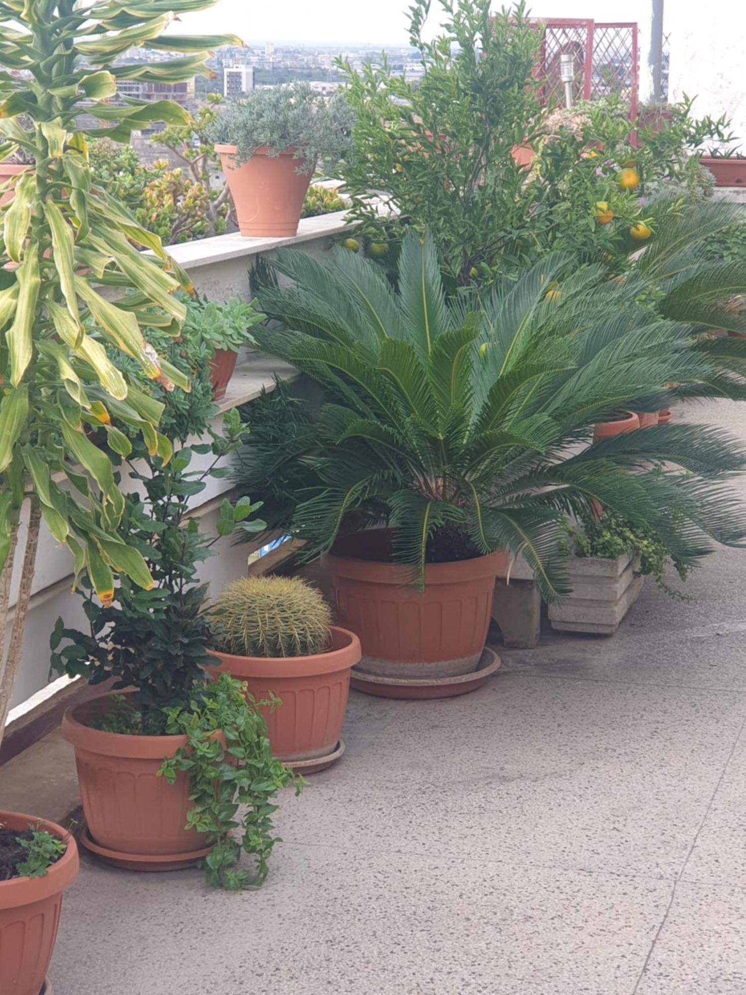 B&B Ganaj La Terrazza Di Ganaj Μπάρι Εξωτερικό φωτογραφία