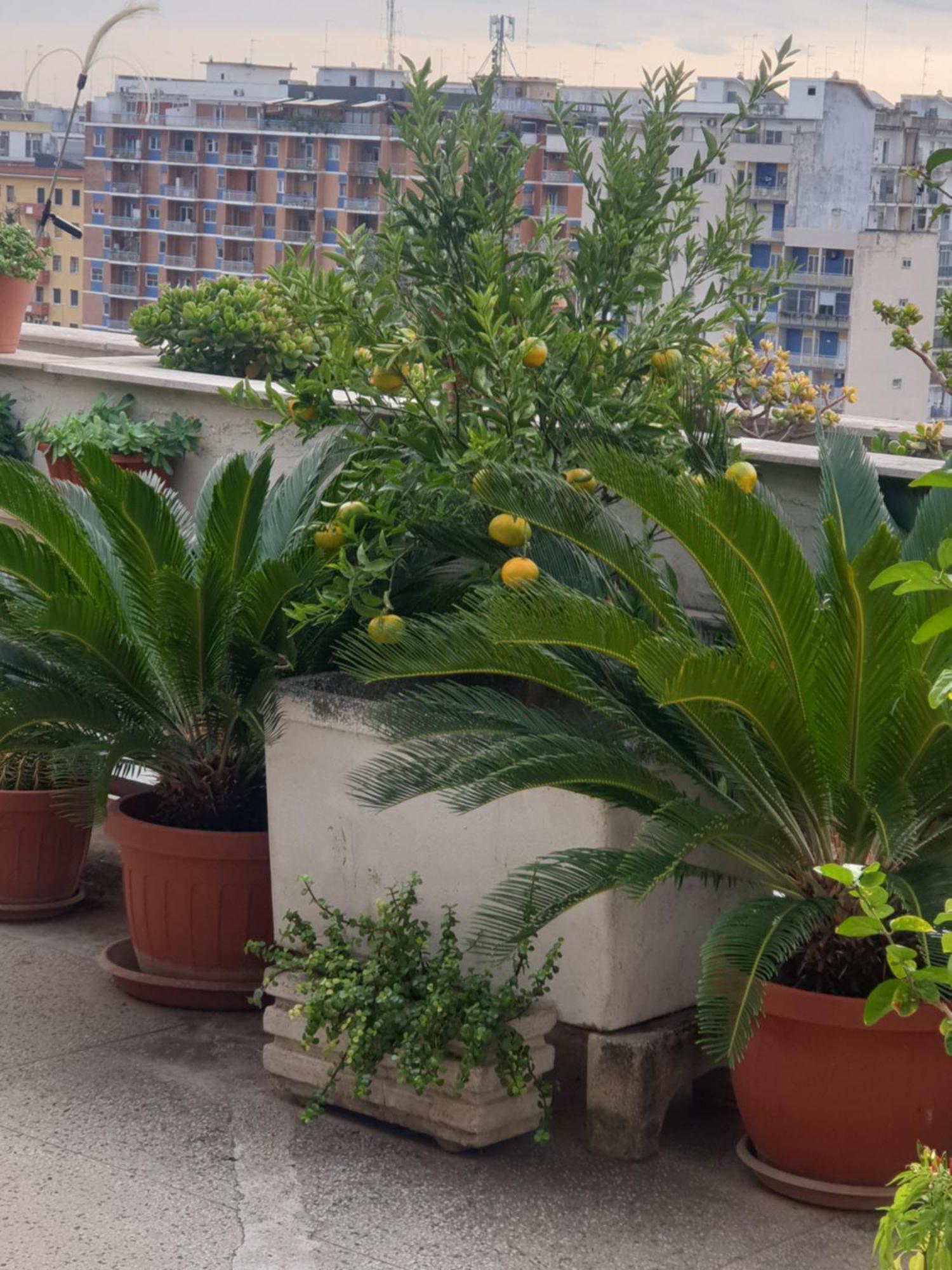 B&B Ganaj La Terrazza Di Ganaj Μπάρι Εξωτερικό φωτογραφία